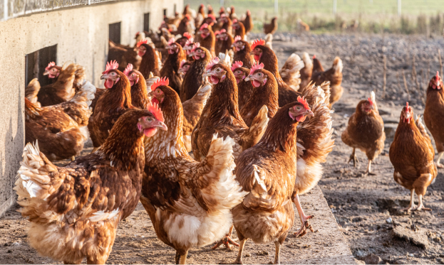 Production et vente d’œufs fermiers Yvelines (78) - Saint-Arnoult-en-Yvelines