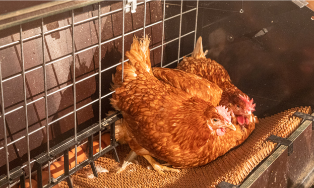 Production et vente d’œufs fermiers Yvelines (78) - Saint-Arnoult-en-Yvelines